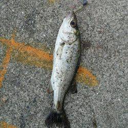 チーバスと夕涼み