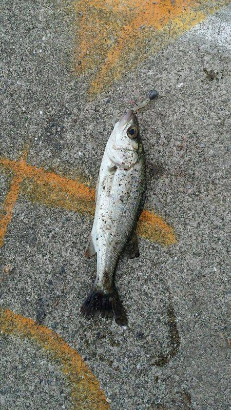 チーバスと夕涼み