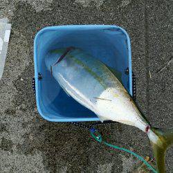 岩屋漁港で鳥山！ナブラ撃ち成功しました。