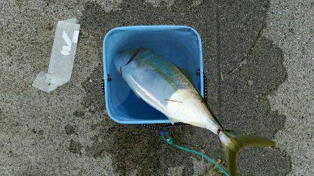 岩屋漁港で鳥山！ナブラ撃ち成功しました。