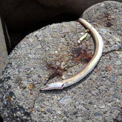 秋アオリが釣りたい　～season2～