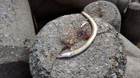 秋アオリが釣りたい　～season2～