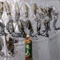 アオリイカ好調♪