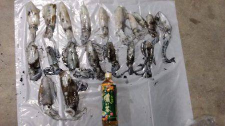 アオリイカ好調♪