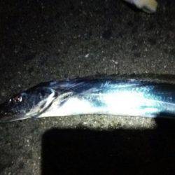 ドラゴン捕獲！