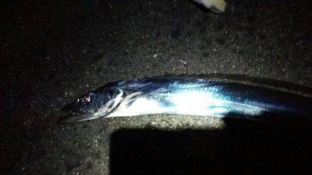 ドラゴン捕獲！