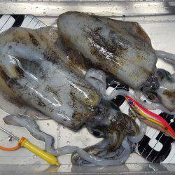 久々のマイボートエギング!!