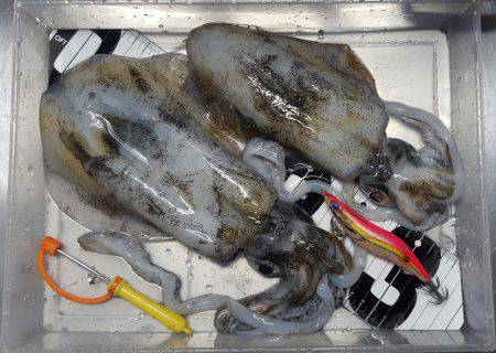 久々のマイボートエギング！！