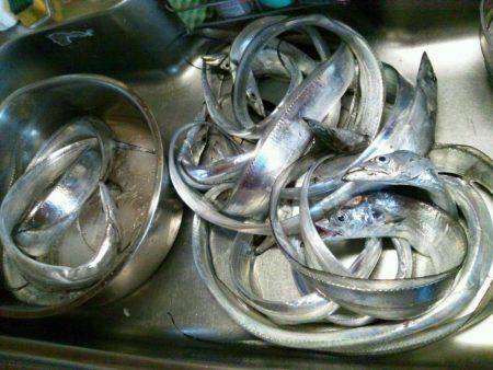 水軒でタチウオ