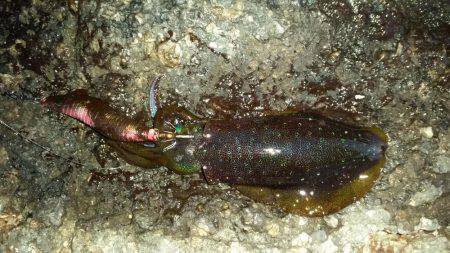 エギング中心でいってきました!