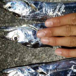 タチウオ調査！