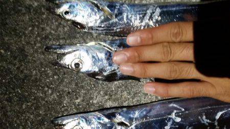 タチウオ調査！