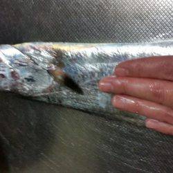 ウキ釣りとﾃﾝﾔ引き釣り