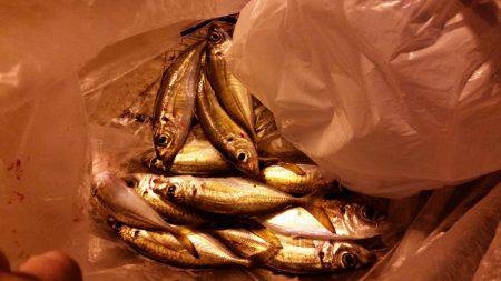 晩飯狙いにサクッとアジング！！