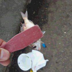 久々のタチウオ釣行