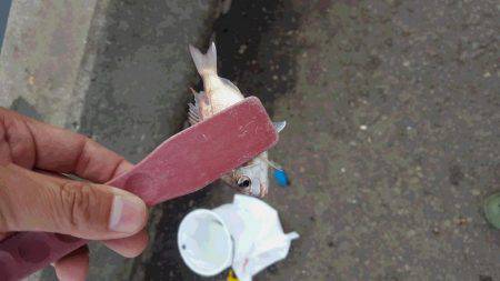 久々のタチウオ釣行