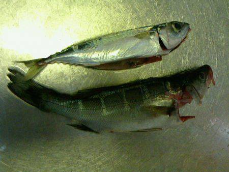 しぶーいセイゴ釣り