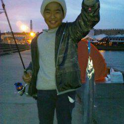 マリーナでタチウオ