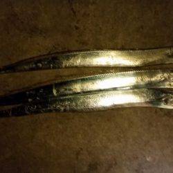 タチウオ調査！