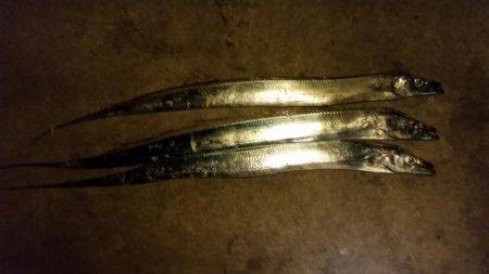 タチウオ調査！