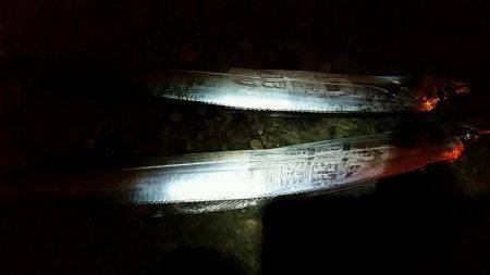 兵庫突堤、フラッシュJ初使用でタチウオ2匹…