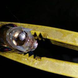 仕事帰りの一時間のアジングで１８匹！！