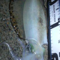 コウちゃん目つき悪