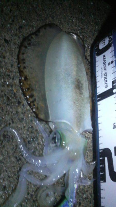 コウちゃん目つき悪