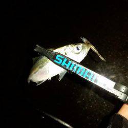 アジング調査♪