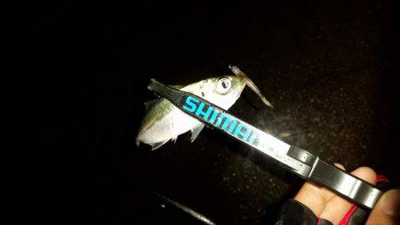 アジング調査♪