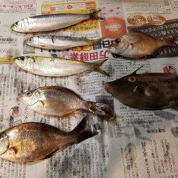 のんびりサビキ♪