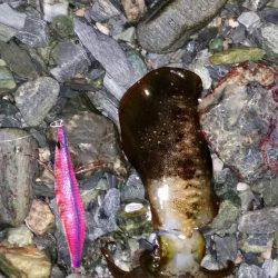 アジングダメ～エギングー