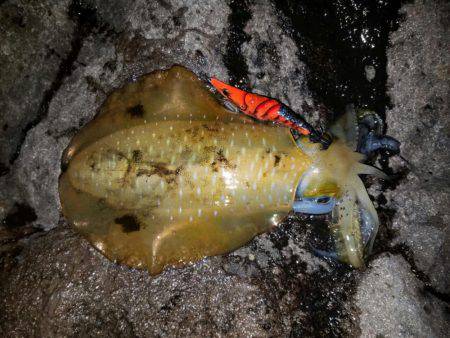 今季2度目の釣行