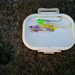 タチナブラ攻略成功。ジャスト1mのドラゴン捕獲。