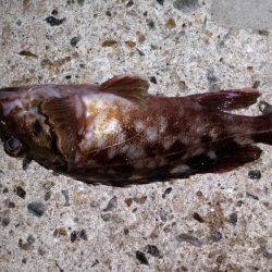 タチウオに行きました!!が…