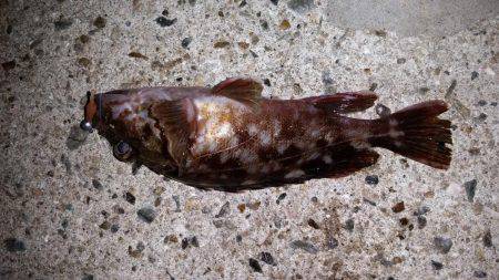 タチウオに行きました!!が…