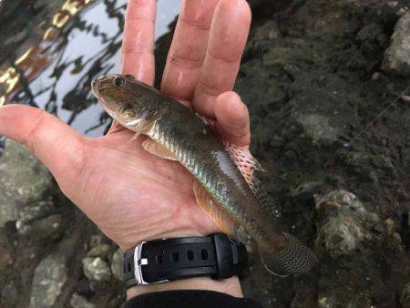 晩秋の良型ハゼはライトタックルで