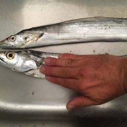 舞洲タチウオ、今日はアカン日？