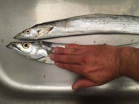 舞洲タチウオ、今日はアカン日？