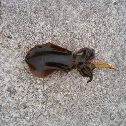 大蔵海岸にエギング釣行