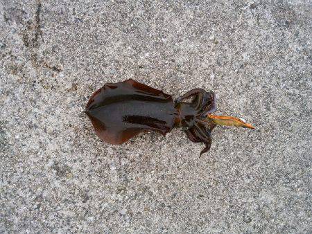 大蔵海岸にエギング釣行