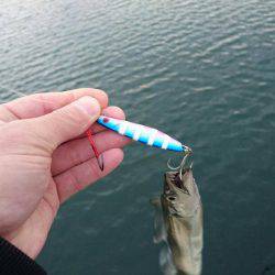 メタルジグで太刀魚♪