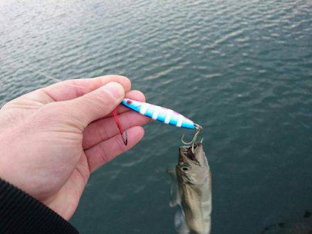 メタルジグで太刀魚♪