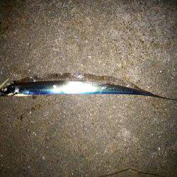 大蔵海岸でタチウオワインド