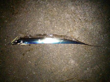 大蔵海岸でタチウオワインド