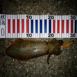 大蔵海岸でエギング