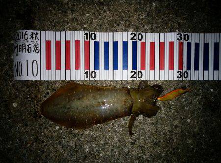 大蔵海岸でエギング