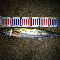 大蔵海岸でタチウオ&サワラ