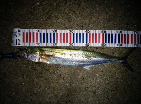 大蔵海岸でタチウオ&サワラ