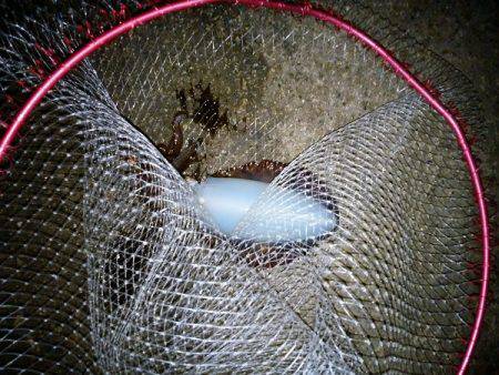 大蔵海岸でエギング